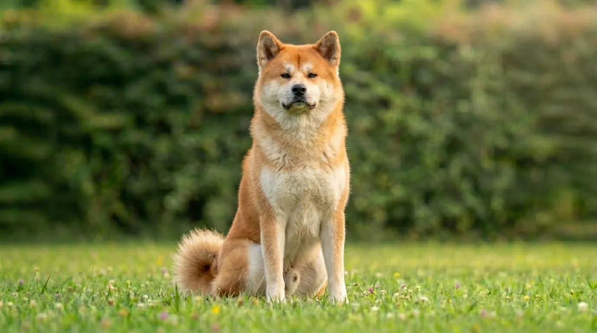 Akita - Fotoğraf 2