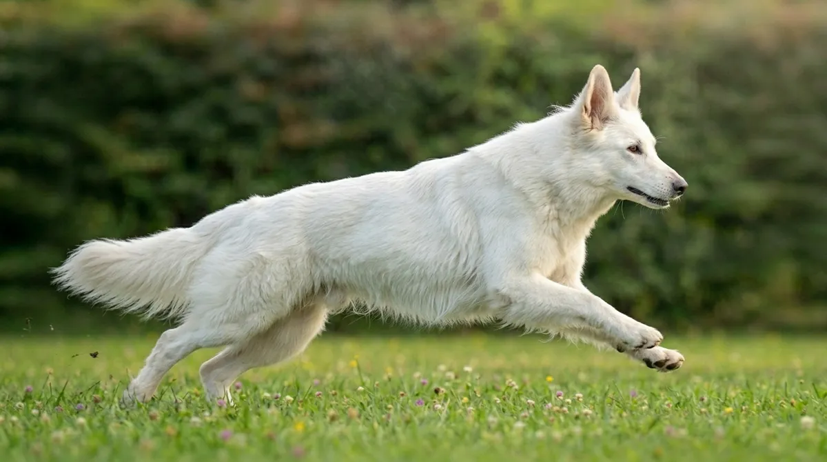 Beyaz İsviçre Çoban Köpeği - Fotoğraf 2